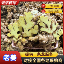 老姜云南老姜生姜基地直发供应全国市场电商