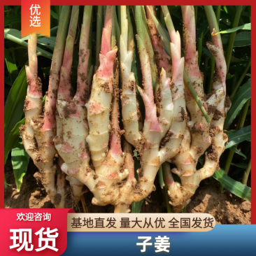子姜文山子姜云南生姜持续接单量大从优欢迎咨询