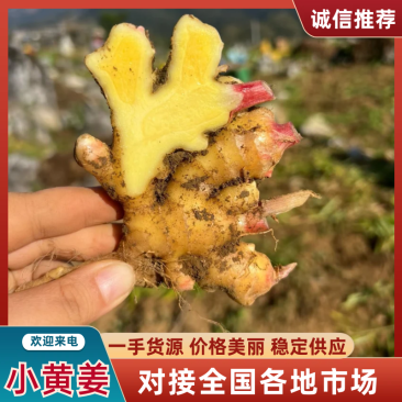 小黄姜云南小黄姜越南标准洗姜规格齐全商超品质