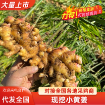 【实力供货】小黄姜文山生姜基地直发量大从优品质保证