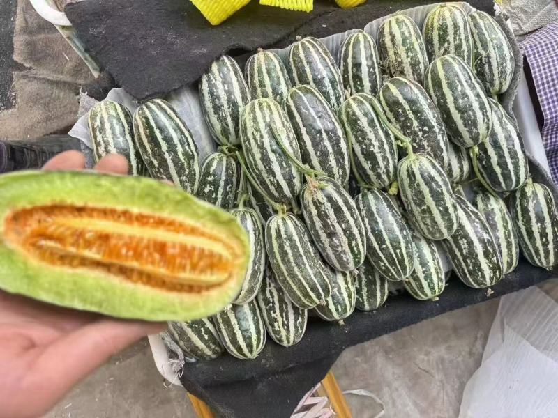 博洋9号甜瓜产地直发诚信合作代发全国欢迎来电