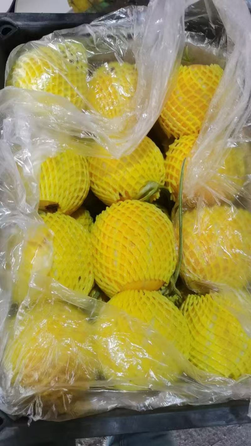 黄金瓜，河南安阳黄金甜瓜品质保证可视频看货