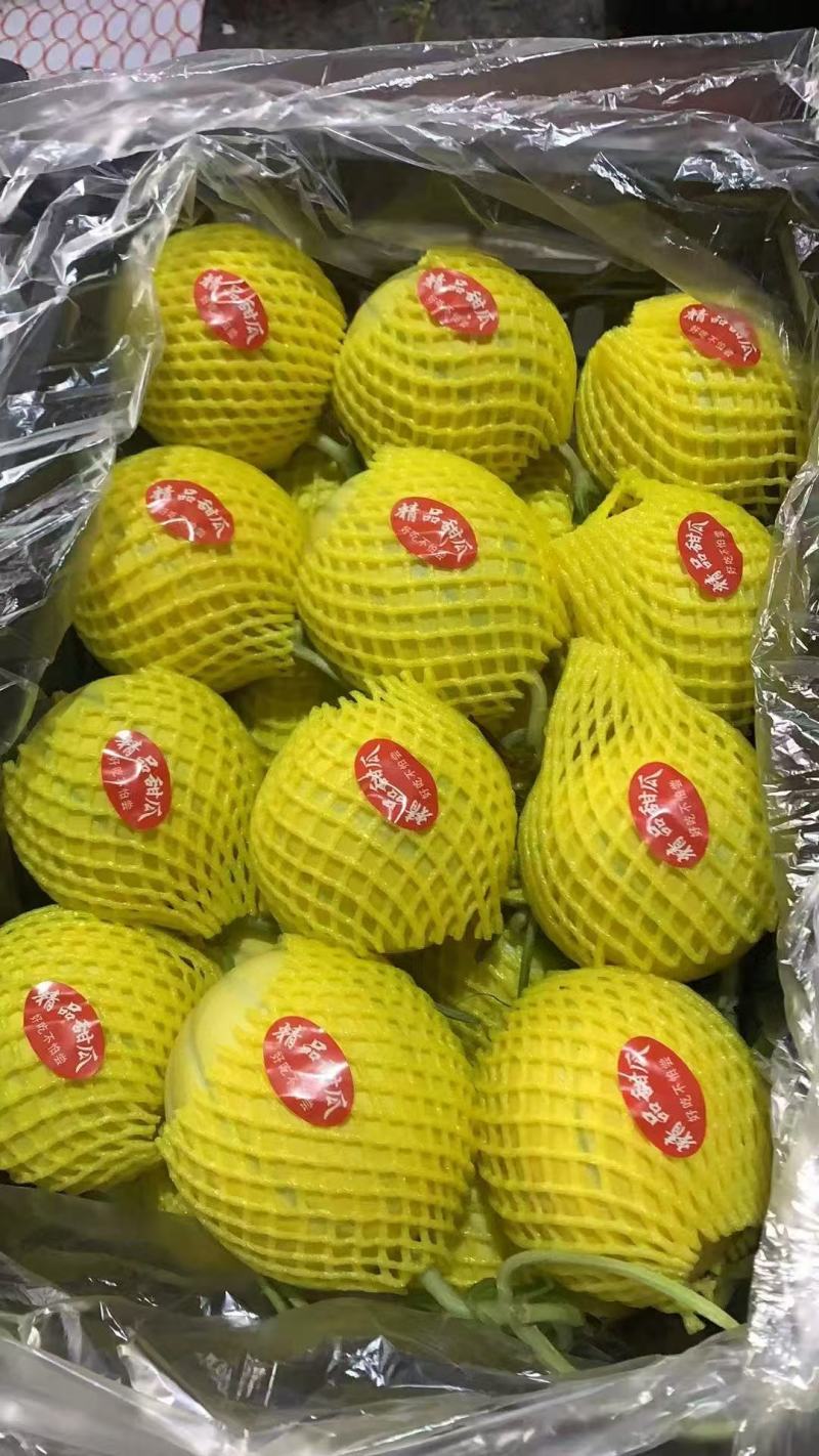 黄金瓜，河南安阳黄金甜瓜品质保证可视频看货