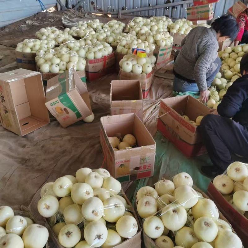 河南安阳白玉甜瓜小白瓜大量上市，代发全国，欢迎来电