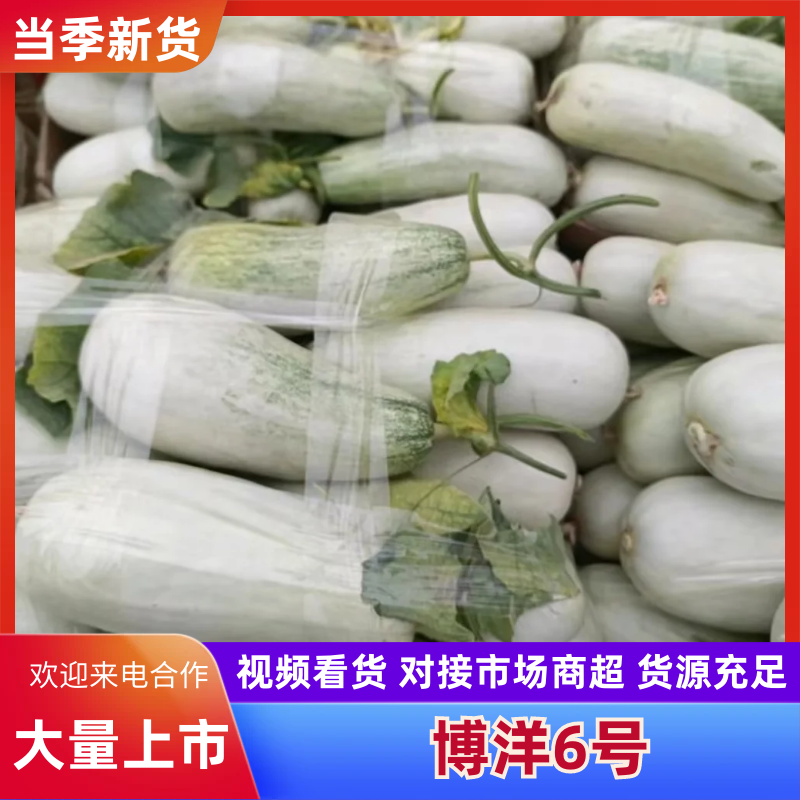 博洋6甜瓜产地直发品质好货源充足诚信经营河南甜瓜