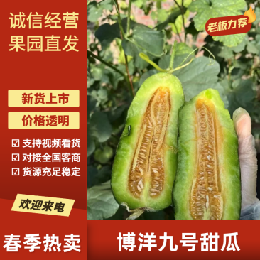 河南内黄县博洋九号甜瓜，大量供应，新鲜采摘，货源充足