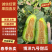 河南内黄县博洋九号甜瓜，大量供应，新鲜采摘，货源充足
