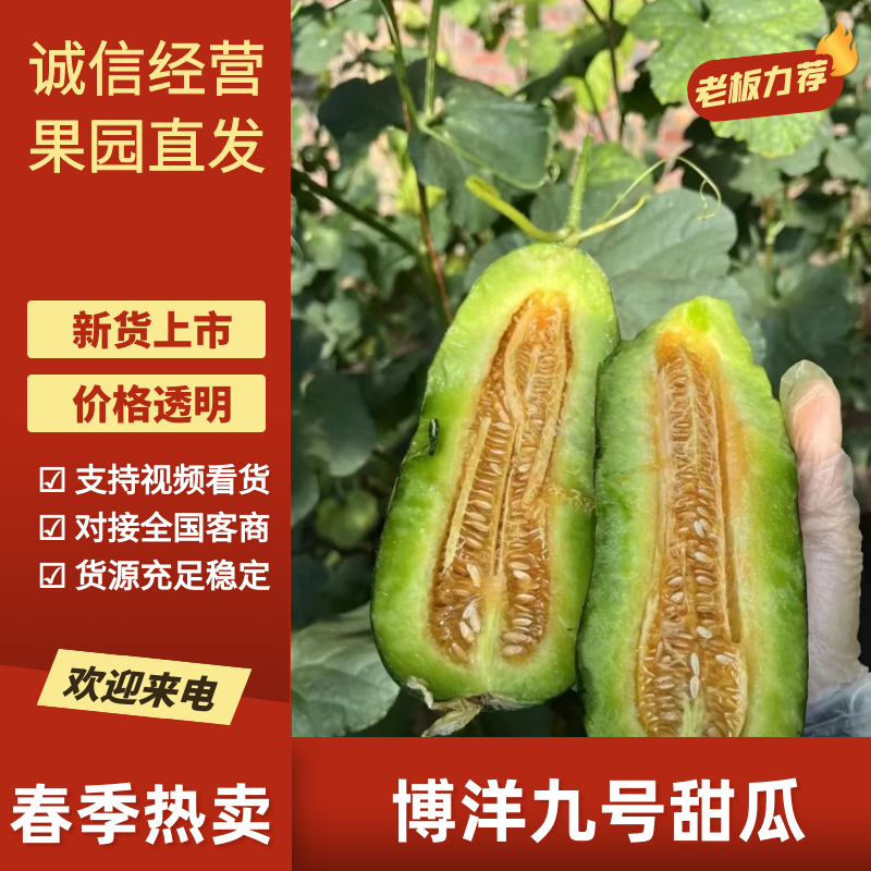 河南内黄县博洋九号甜瓜，大量供应，新鲜采摘，货源充足