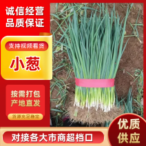 山东聊城东昌府区香葱大量上市量大从优