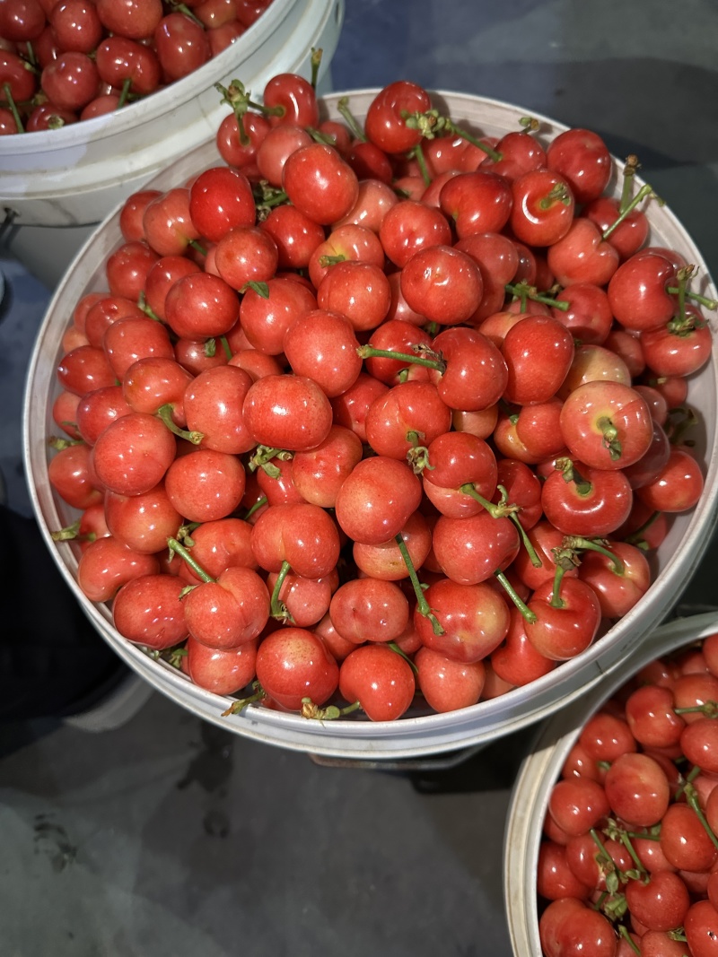 【精品】红灯樱桃基地直销支持视频看货规格齐全欢迎来电