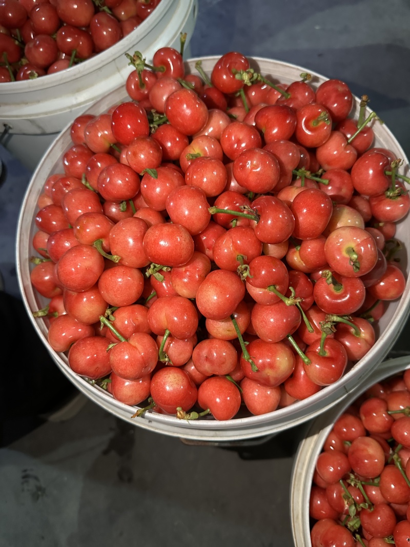 【精品】红灯樱桃基地直销支持视频看货规格齐全欢迎来电