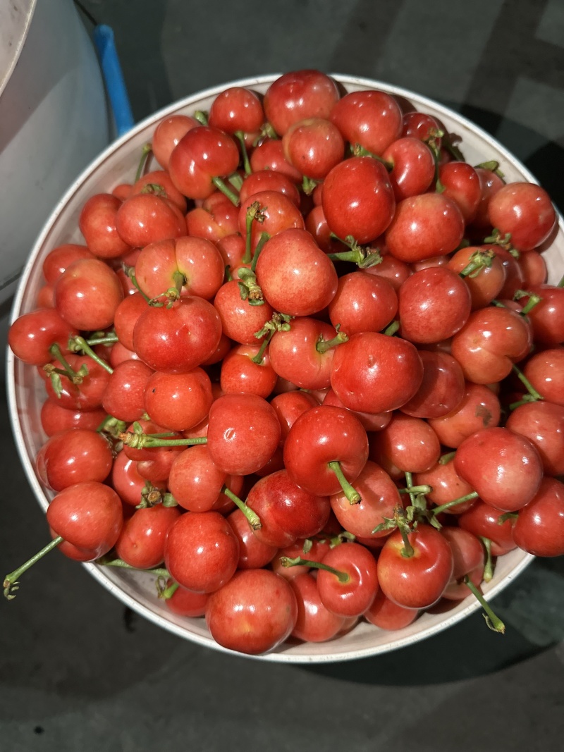 【精品】红灯樱桃基地直销支持视频看货规格齐全欢迎来电