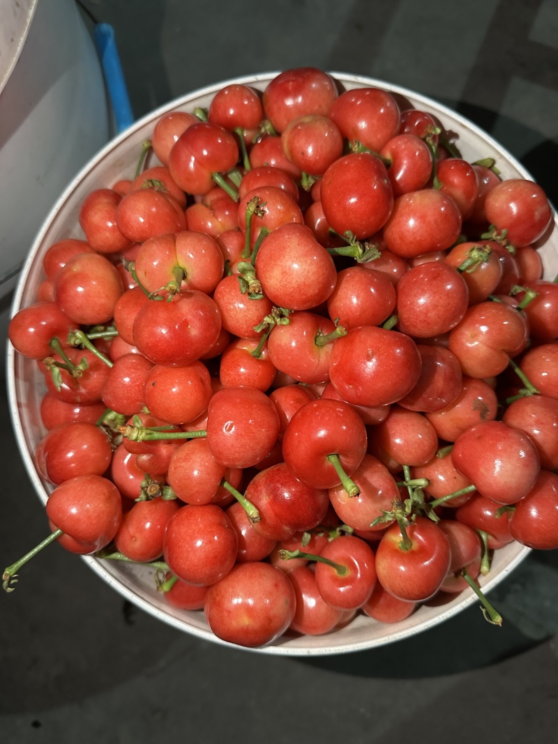 【精品】红灯樱桃基地直销支持视频看货规格齐全欢迎来电