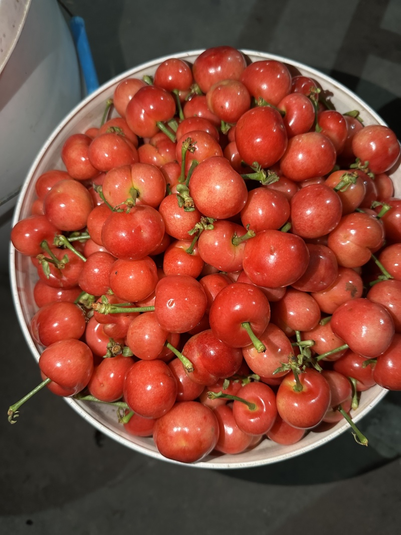 【精品】红灯樱桃基地直销支持视频看货规格齐全欢迎来电