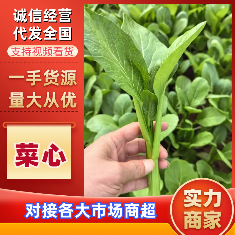 广东精品菜心产地直发，有需要的老板电话联系