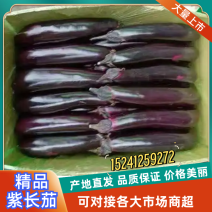 （优选）辽宁绿库长茄产地一手货源发往全国电商平台