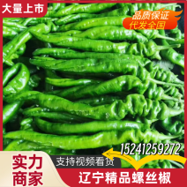 辽宁海城精品螺丝椒大量上市发往全国各大市场现摘现发