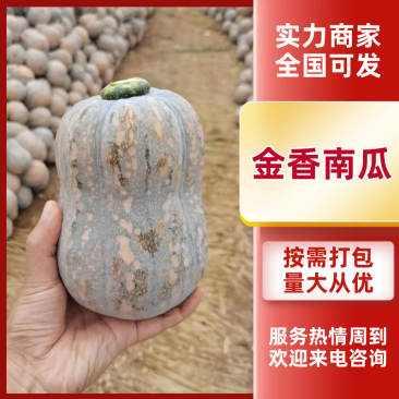 精品金香南瓜粉糯香甜基地货源大量供应市场电商