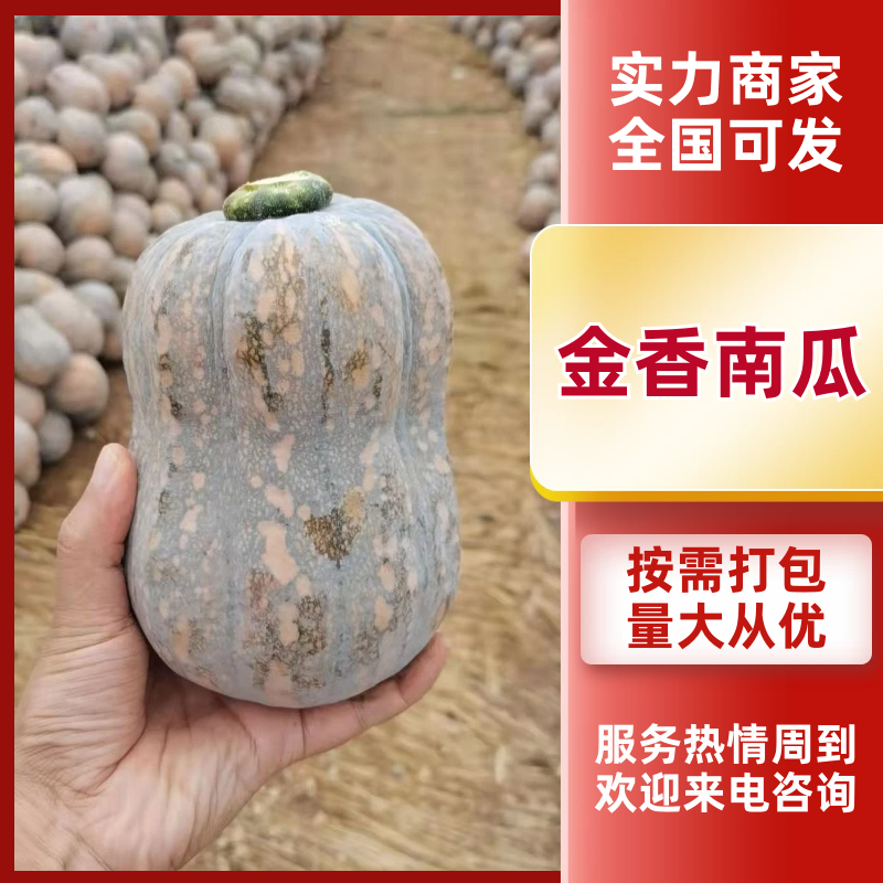 精品金香南瓜粉糯香甜基地货源大量供应市场电商