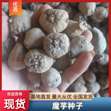 会理再聚首农业合作社魔芋种子，精品黑杆花魔芋，子芋，二芋