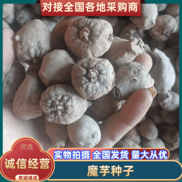 凉山会理魔芋种子白魔芋水份低质量好有要的老板欢迎来电