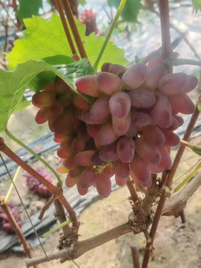 辽宁茉莉香葡萄，一手货源新鲜上市，视频看货对接商超市场