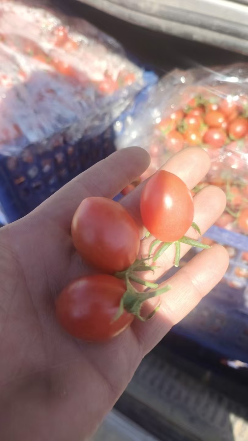 辽宁圣女果，颗颗饱满，酸甜适中，口感细腻营养丰富