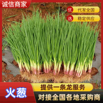 【牛商推荐】云南火葱红葱产地发货质量保证价格优惠