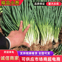 云南黑葱产地一手货源对接大型批发欢迎咨询洽谈合作