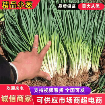 云南黑葱产地一手货源对接大型批发欢迎咨询洽谈合作
