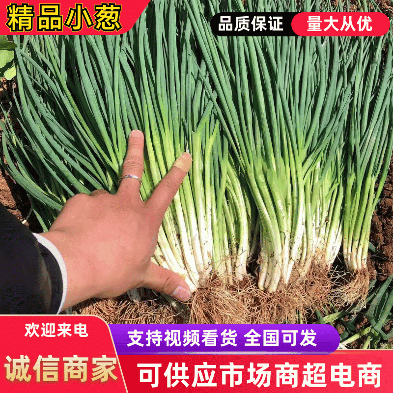云南黑葱产地一手货源对接大型批发欢迎咨询洽谈合作