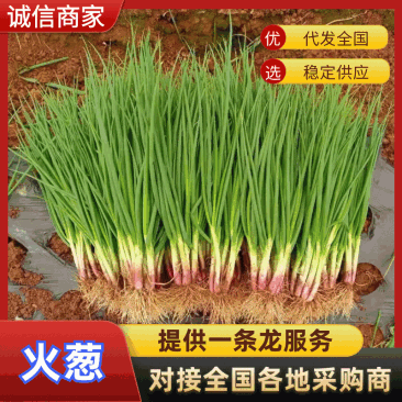 云南泸西产地供应,一手货源,红葱(火葱)可视频看货