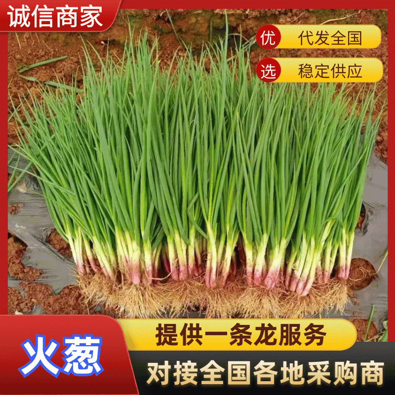 云南泸西产地供应，一手货源，红葱（火葱）可视频看货
