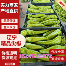 实力货源精品尖椒量大从优质量保证欢迎咨询