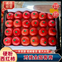 【热卖推荐】硬粉西红柿一手货源产地直销欢迎各大老板来电