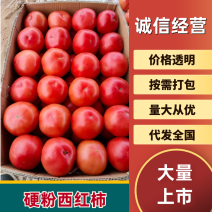 【宁夏】硬粉西红柿弧三以上西红柿质量保证欢迎咨询采购