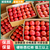 硬粉西红柿产地直销量大质优可以直接对接电商市场超市