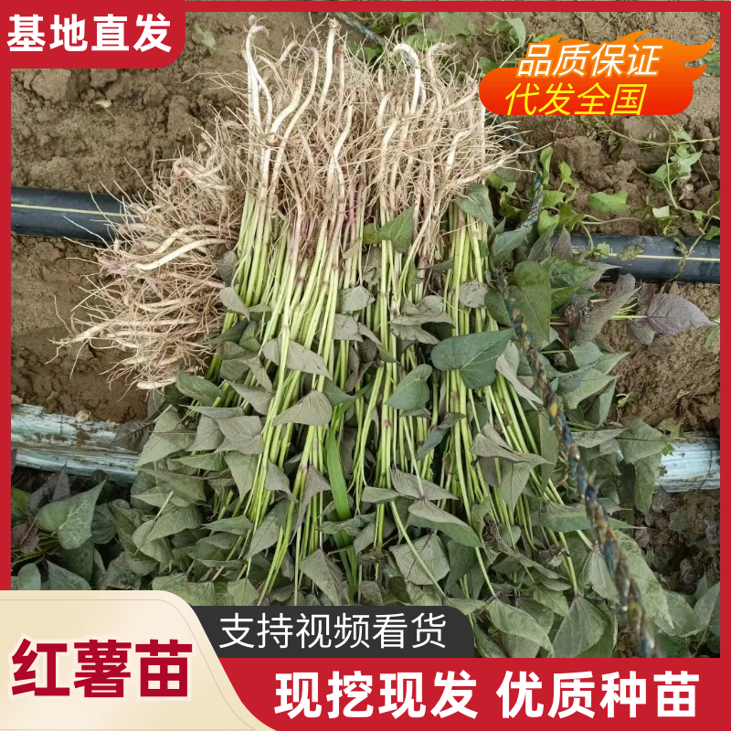 红薯苗，地瓜秧，蜜薯苗，25，西瓜红，高端品种