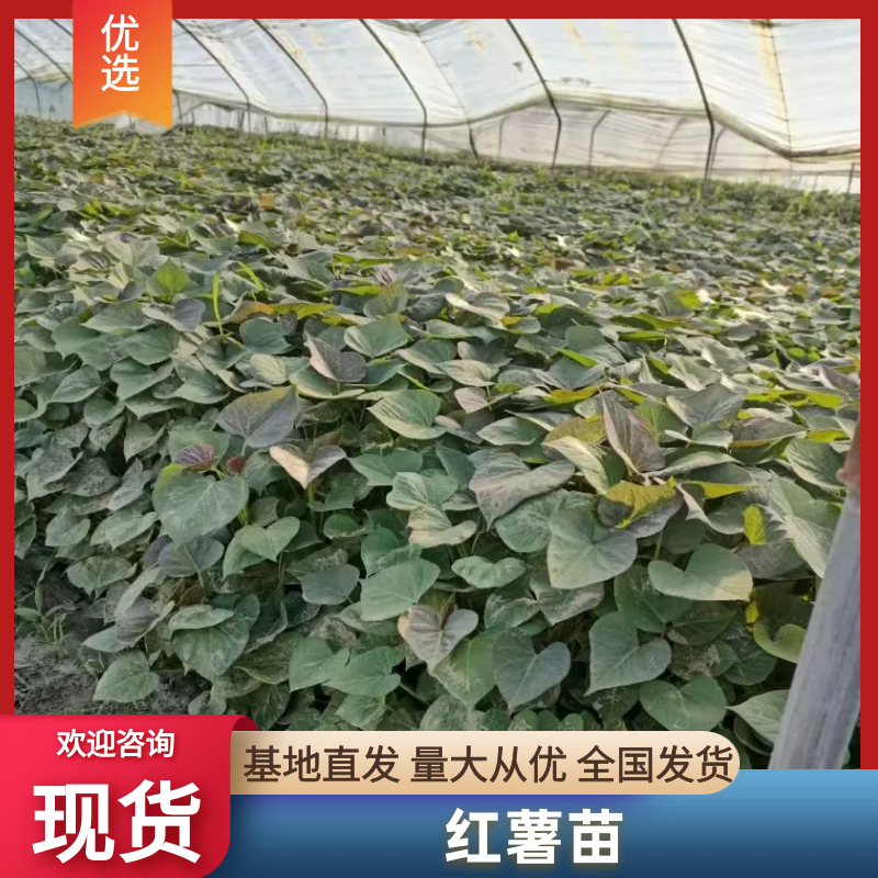 红薯苗，地瓜秧，蜜薯苗，25，西瓜红，高端品种