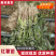 西瓜红红薯苗，蜜薯苗，高端红薯苗，西瓜红，脱毒…