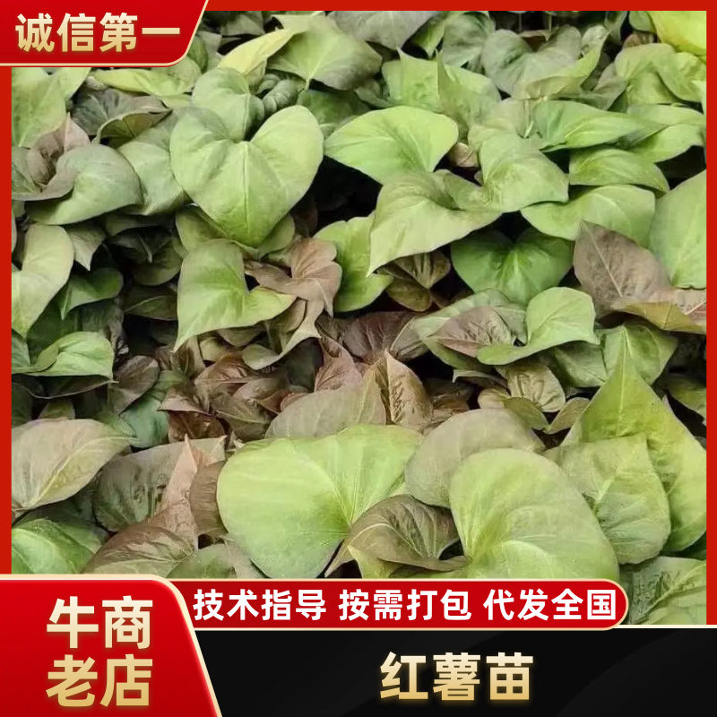 板栗薯苗，烟薯苗，西瓜红，白哈密薯苗，高端薯苗，紫薯苗