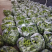 线椒二荆条线椒新鲜辣椒精品线椒山东费县线椒发全国