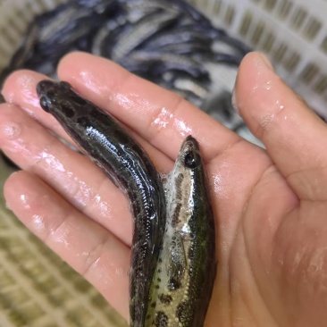 重庆乌鱼苗精品鱼苗大量直供可人工养殖
