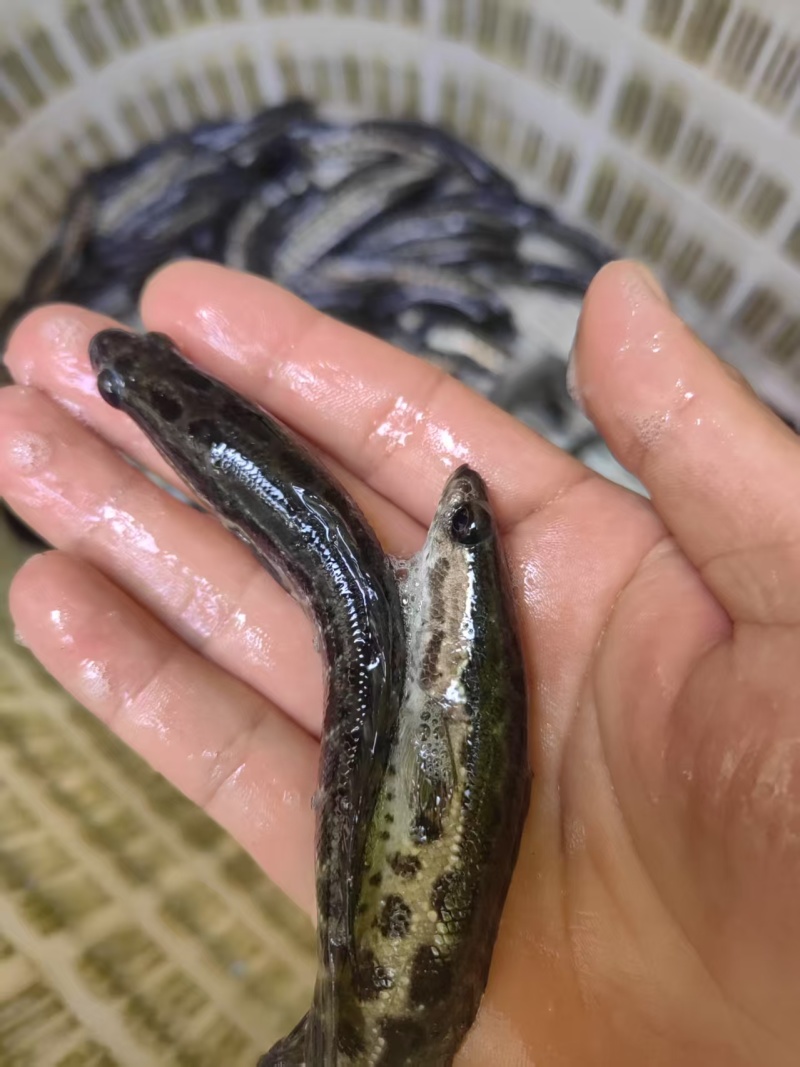 重庆乌鱼苗精品鱼苗大量直供可人工养殖
