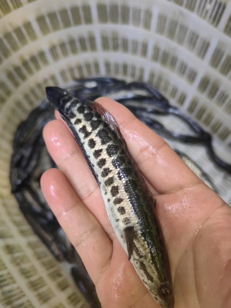 重庆乌鱼苗精品鱼苗大量直供可人工养殖