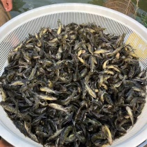黄骨鱼苗精品各种鱼苗规格齐全电联详谈
