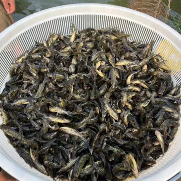 黄骨鱼苗精品各种鱼苗规格齐全电联详谈