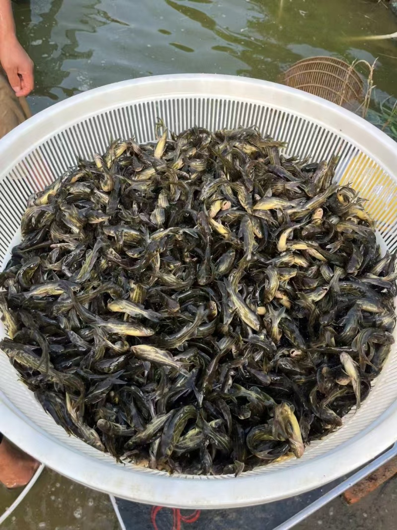 黄骨鱼苗精品各种鱼苗规格齐全电联详谈