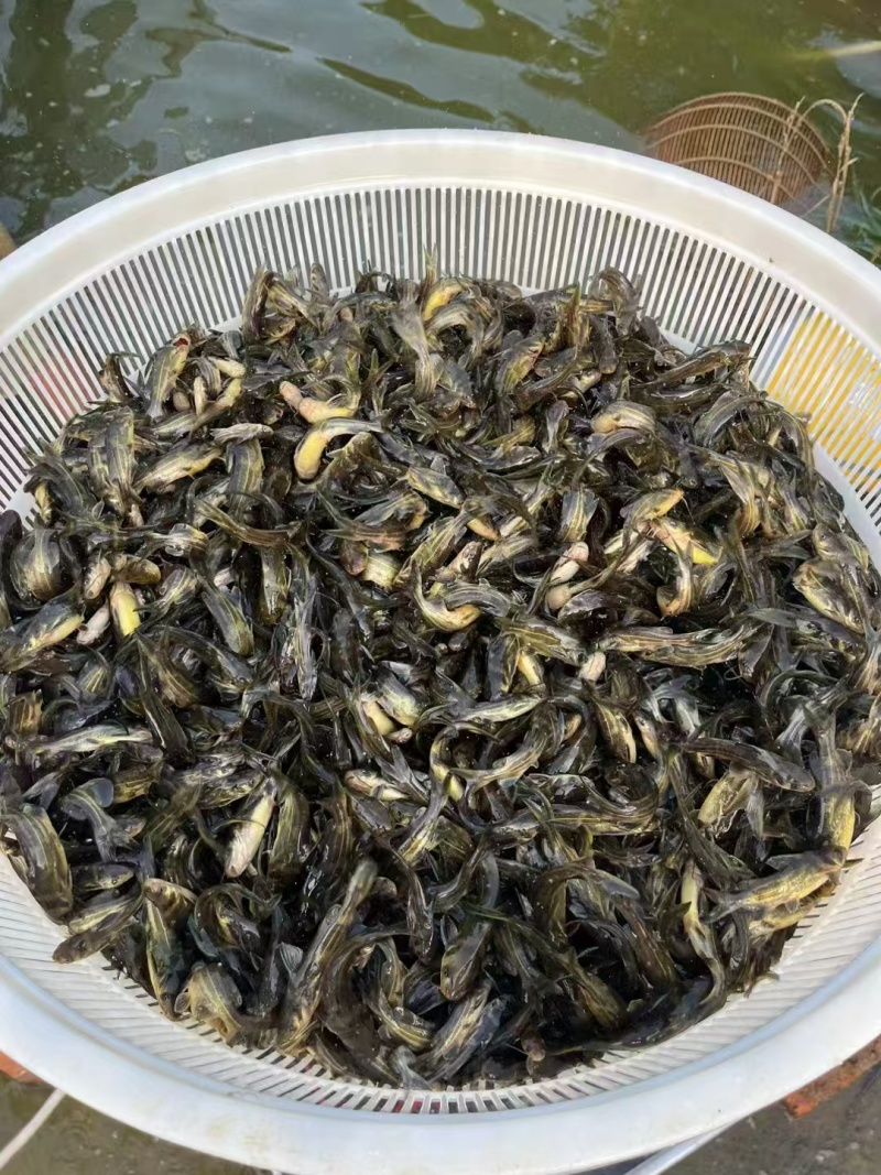 黄骨鱼苗精品各种鱼苗规格齐全电联详谈