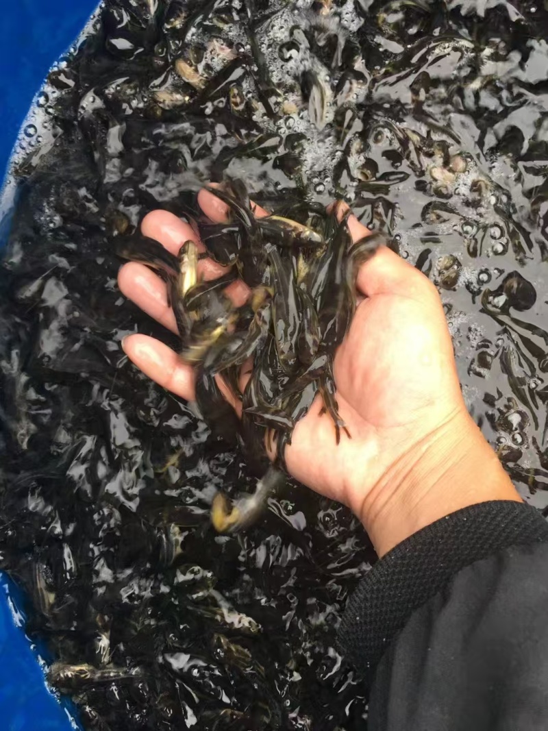 黄骨鱼苗精品各种鱼苗规格齐全电联详谈